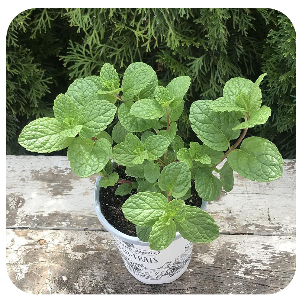 Mojito Mint (Vicki's Veggies Organic)