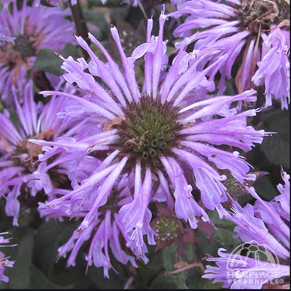 Monarda didyma ‘Blue Moon’ (Beebalm)