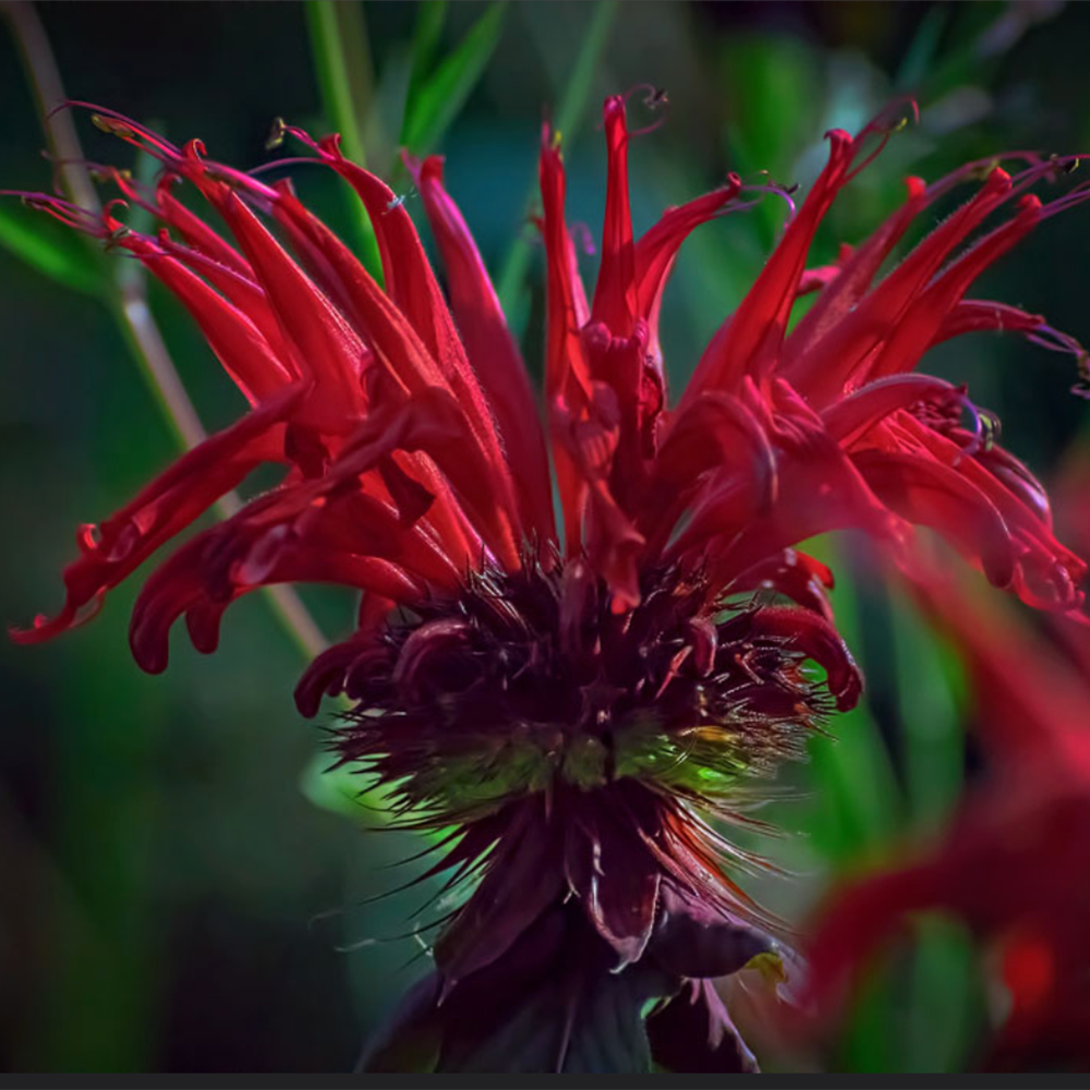 Monarda ‘Fireball’ (Bee Balm)