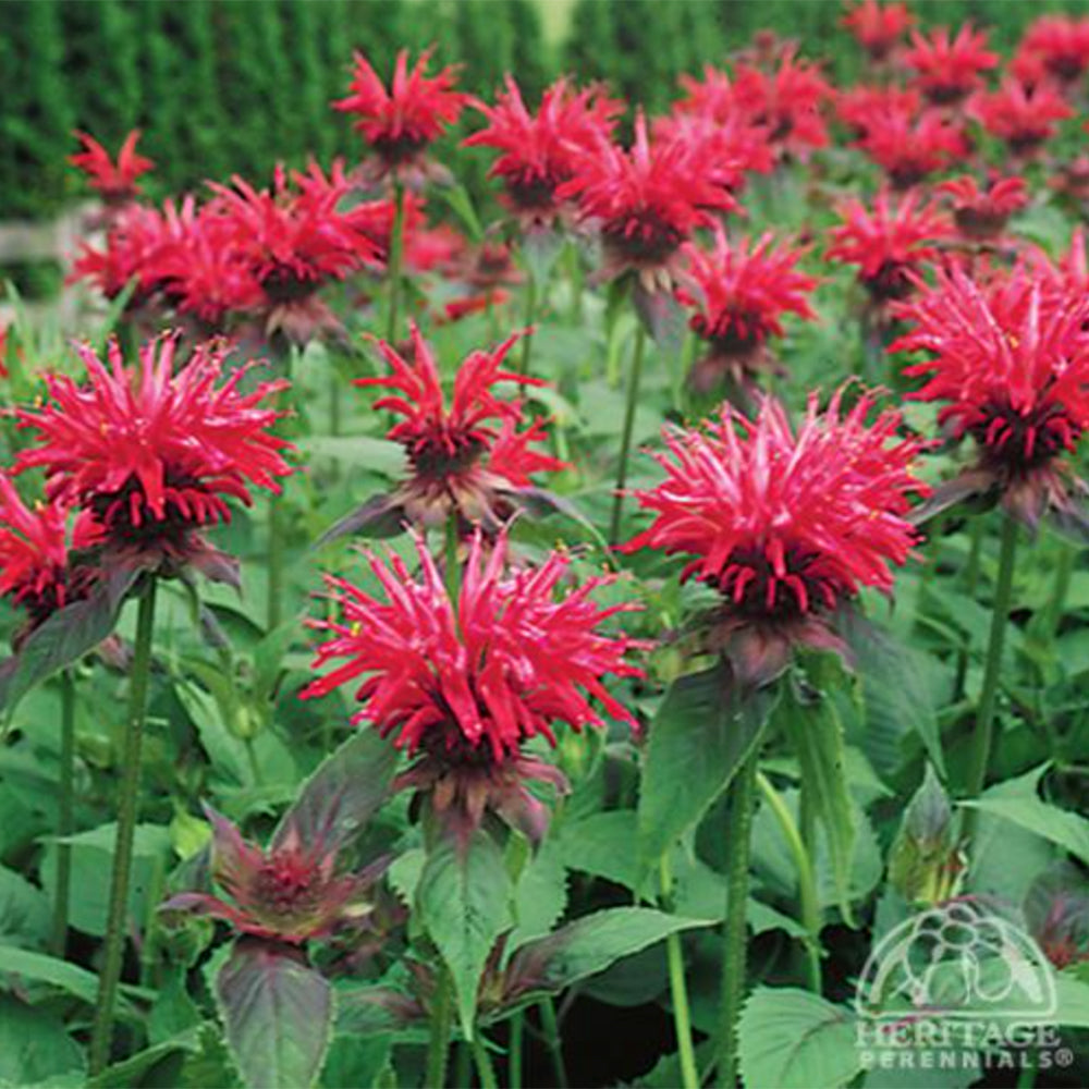 Monarda 'Fire Marshall' (Bee Balm) - Davenport Garden Centre