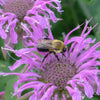 Wild Bergamot (Monarda fistulosa) NATIVE PERENNIAL