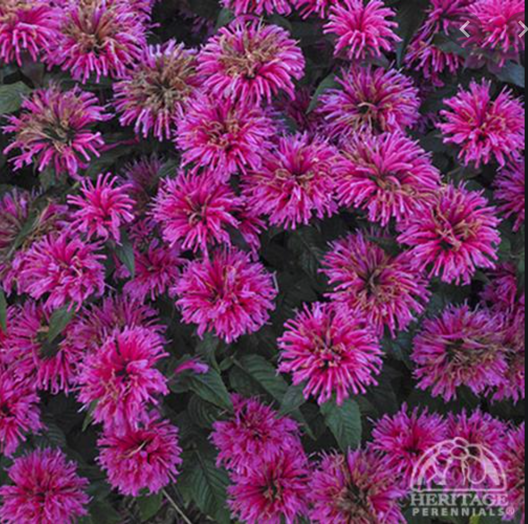 Grape Gumball Beebalm (Monarda 'Grape Gumball') in Richmond Fairfax Loudoun  Prince William Fredericks Virginia VA at Meadows Farms Nurseries