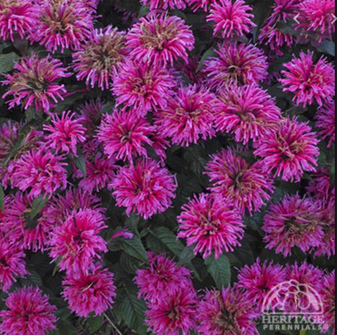 Monarda 'Grape Gumball' (Beebalm)