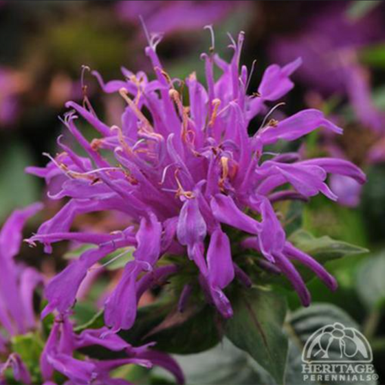 Monarda Balmy Lilac (Bee Balm)