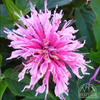 Monarda Balmy Pink (Beebalm)