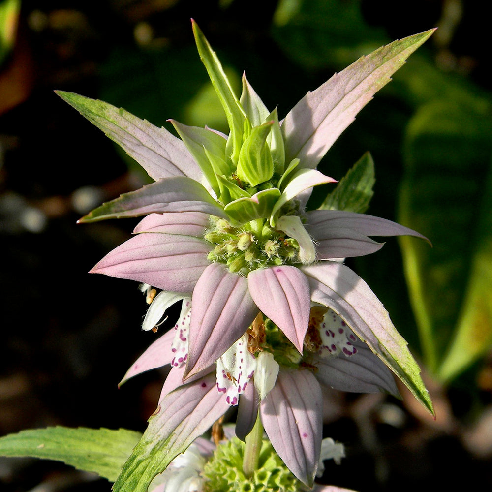 Monarda punctate (spotted beebalm)