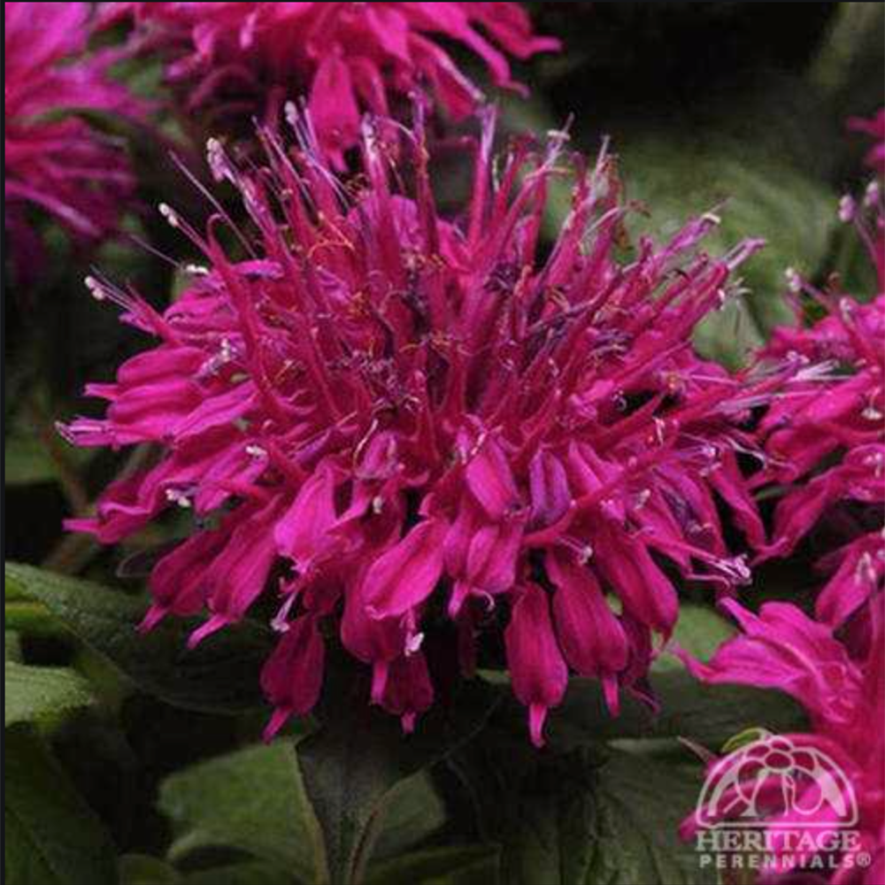 Monarda ‘Balmy Purple’ (Bee Balm)