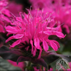 Monarda ‘Balmy Rose’ (Bee Balm)