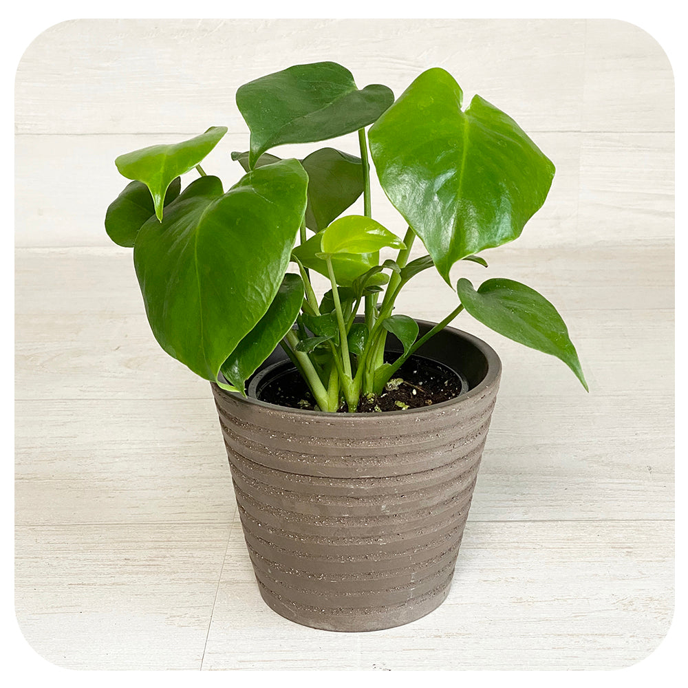 Philodendron Monstera Deliciosa (Split Leaf)