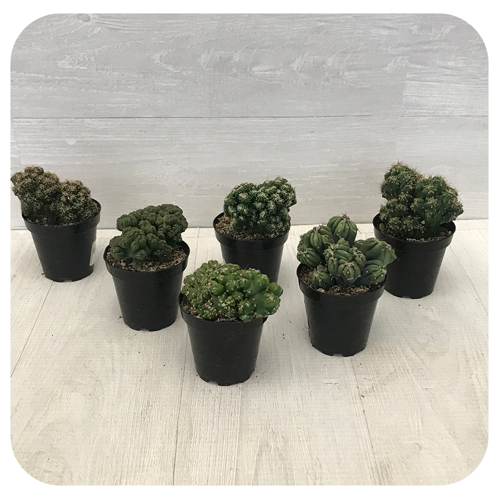 monster succulents Monster Cactus - Assorted 4"