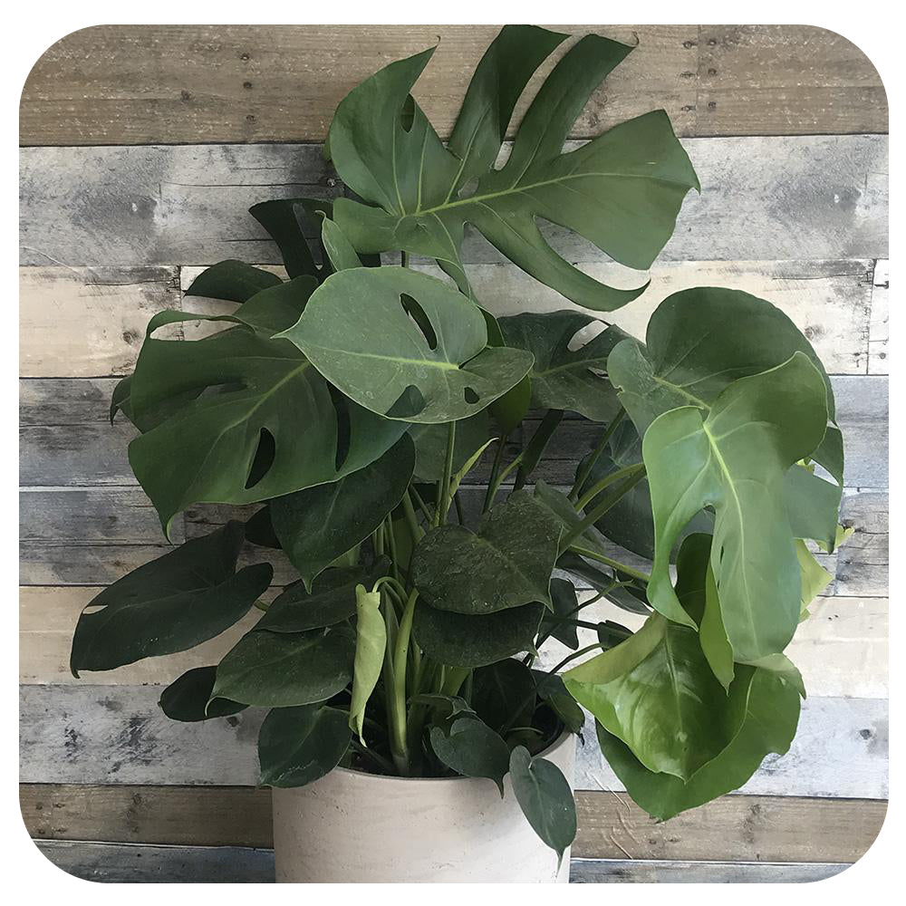 monstera deliciosa toronto Philodendron Monstera Deliciosa (Split Leaf)