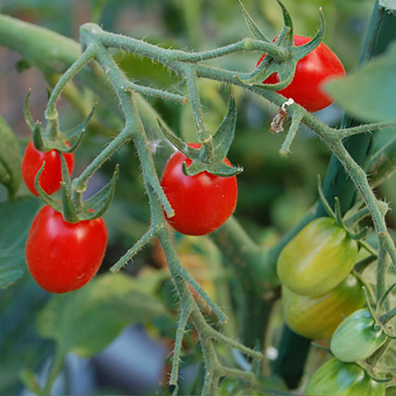 Montesino Cherry Tomato (Organic)
