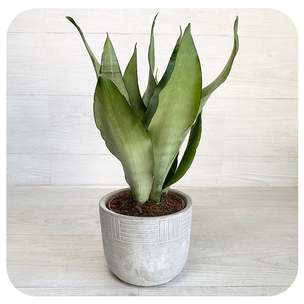 snake plant montreal Snake Plant 'Moonshine' (Sansevieria)