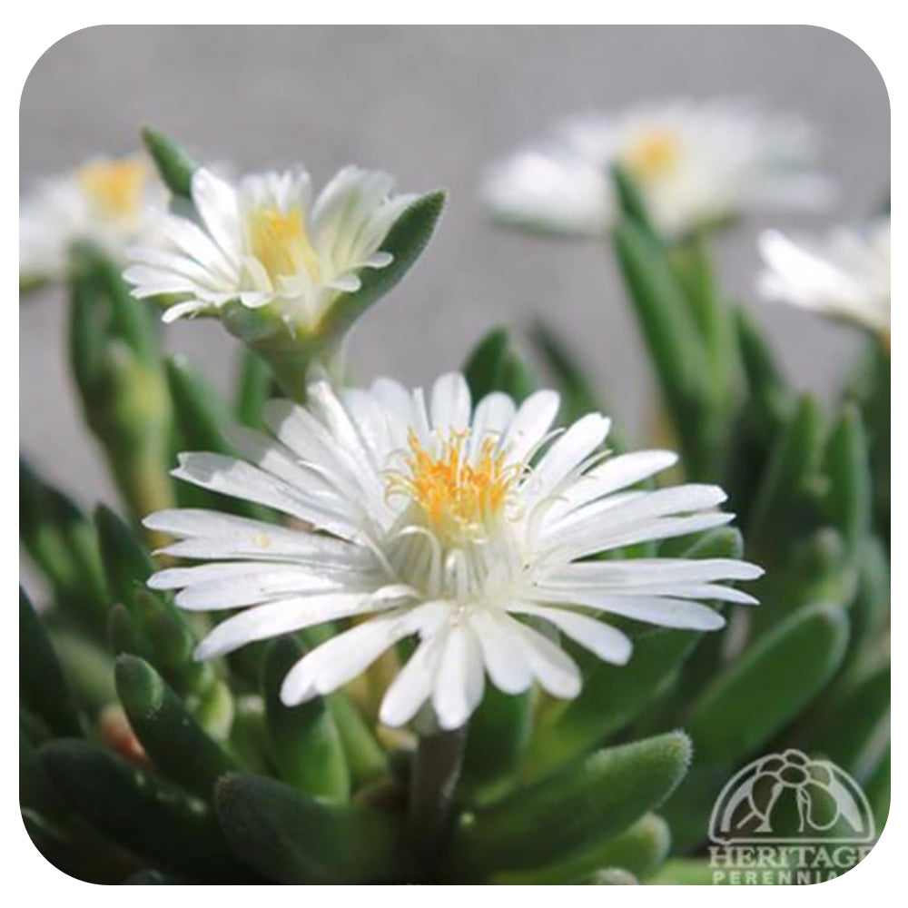 Delosperma congestum 'Moonstone' (Ice Plant)