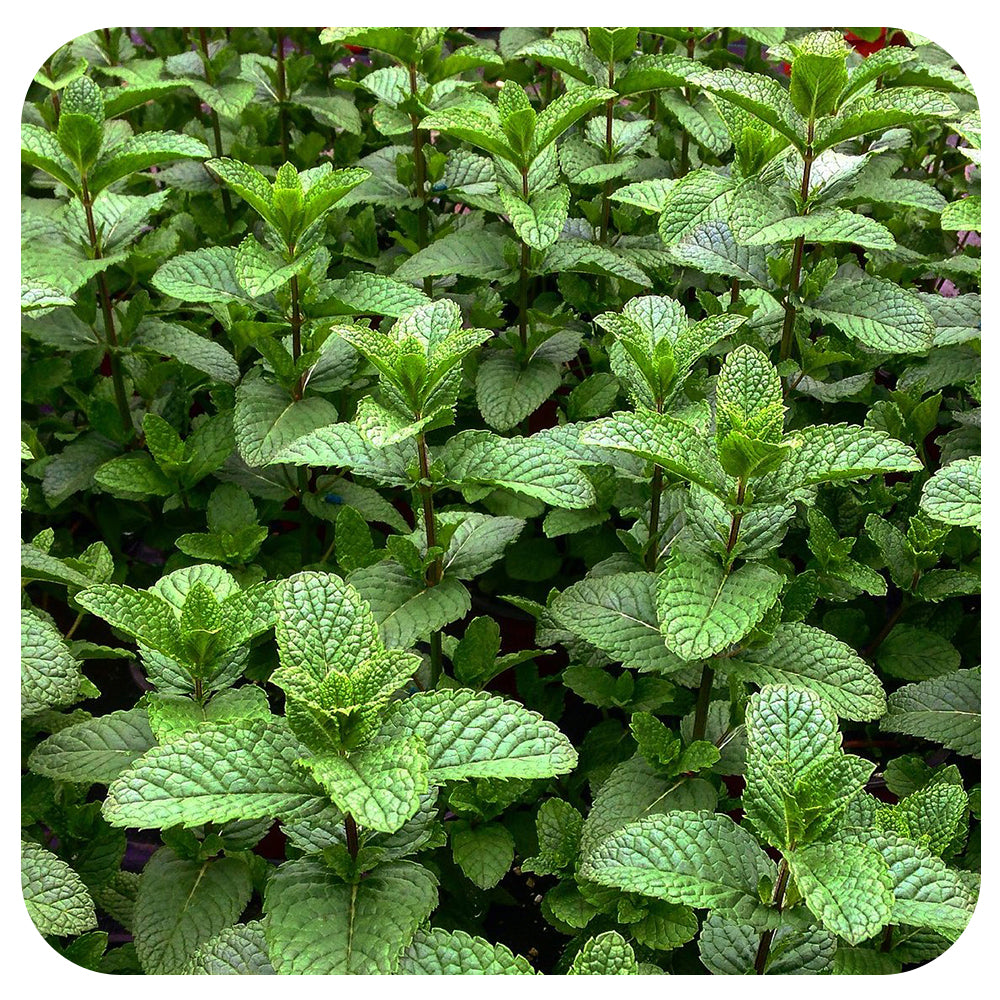 Moroccan Mint - Organic