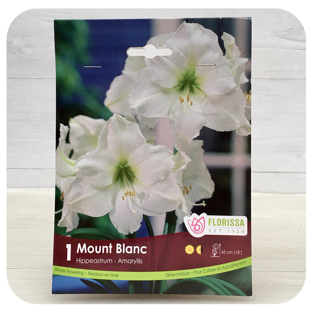 Amaryllis Mont Blanc
