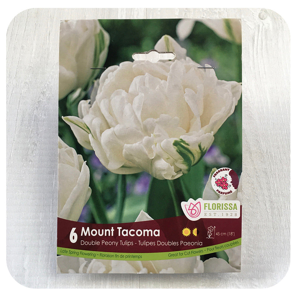 Tulip 'Mount Tacoma'