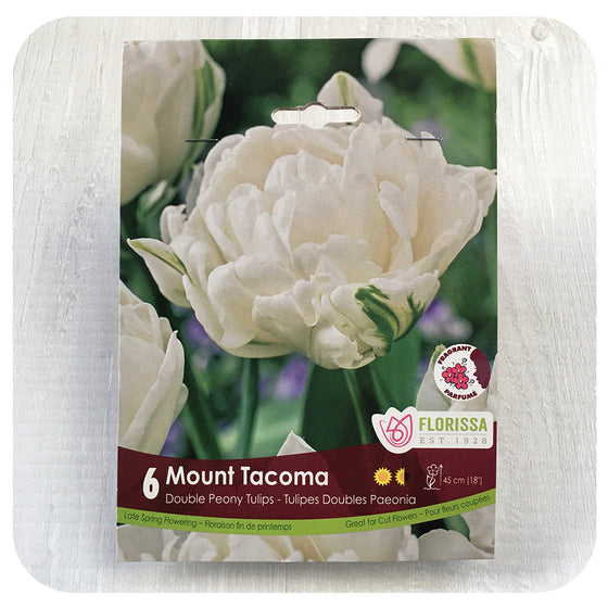 Tulip 'Mount Tacoma'