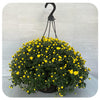 Hanging Basket Mums (Chrysanthemum)