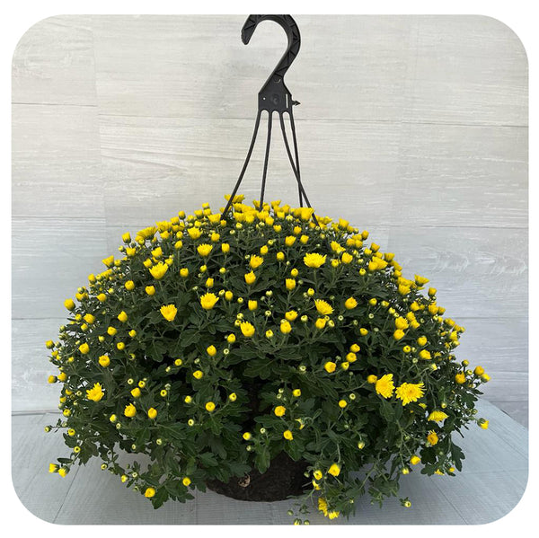 Hanging Basket Mums (Chrysanthemum) Davenport Garden Centre