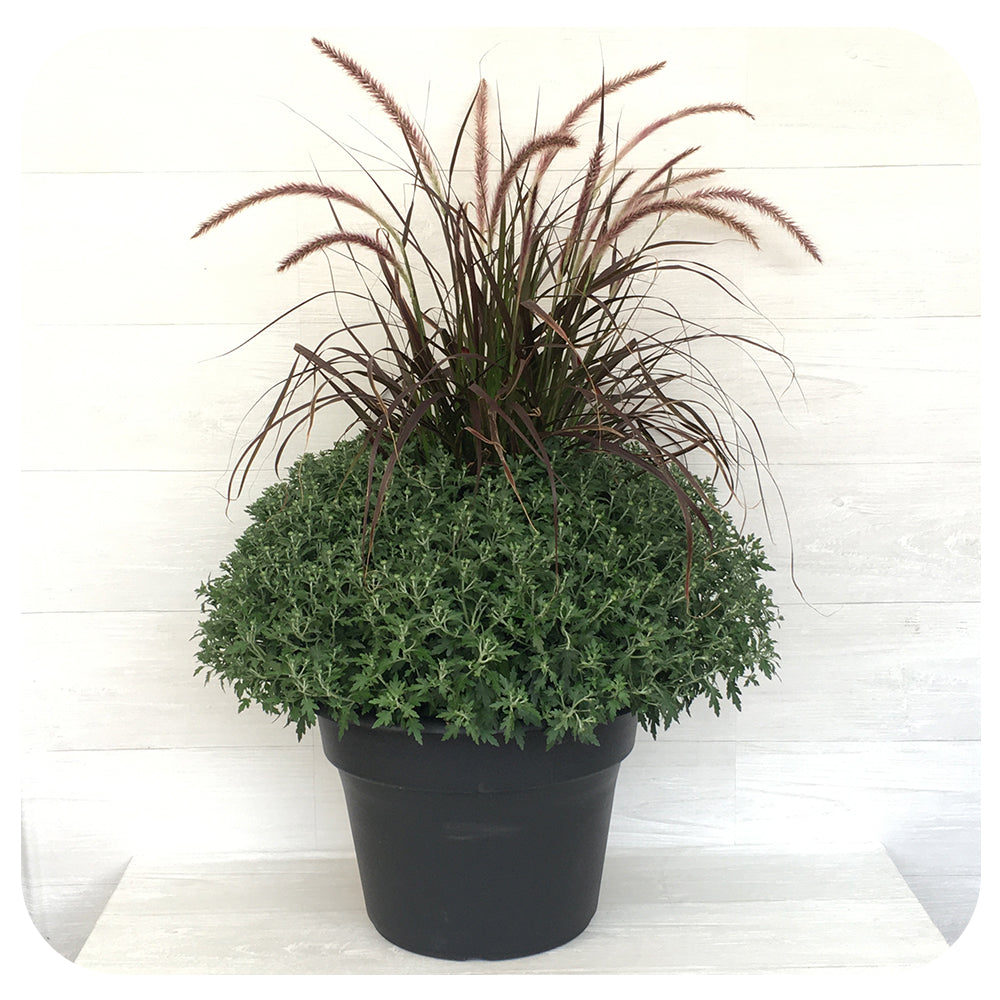 Chrysanthemum (Mums) with Grass