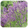 English Lavender (Lavandula Munstead)