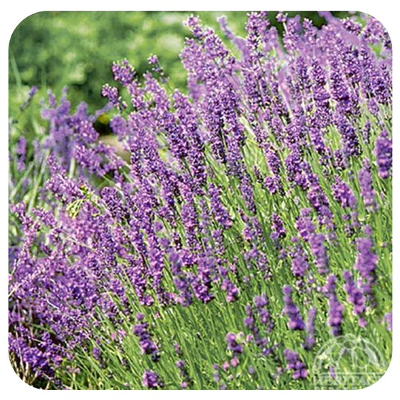 Spanish lavender + cvs - Waterwise Garden Planner