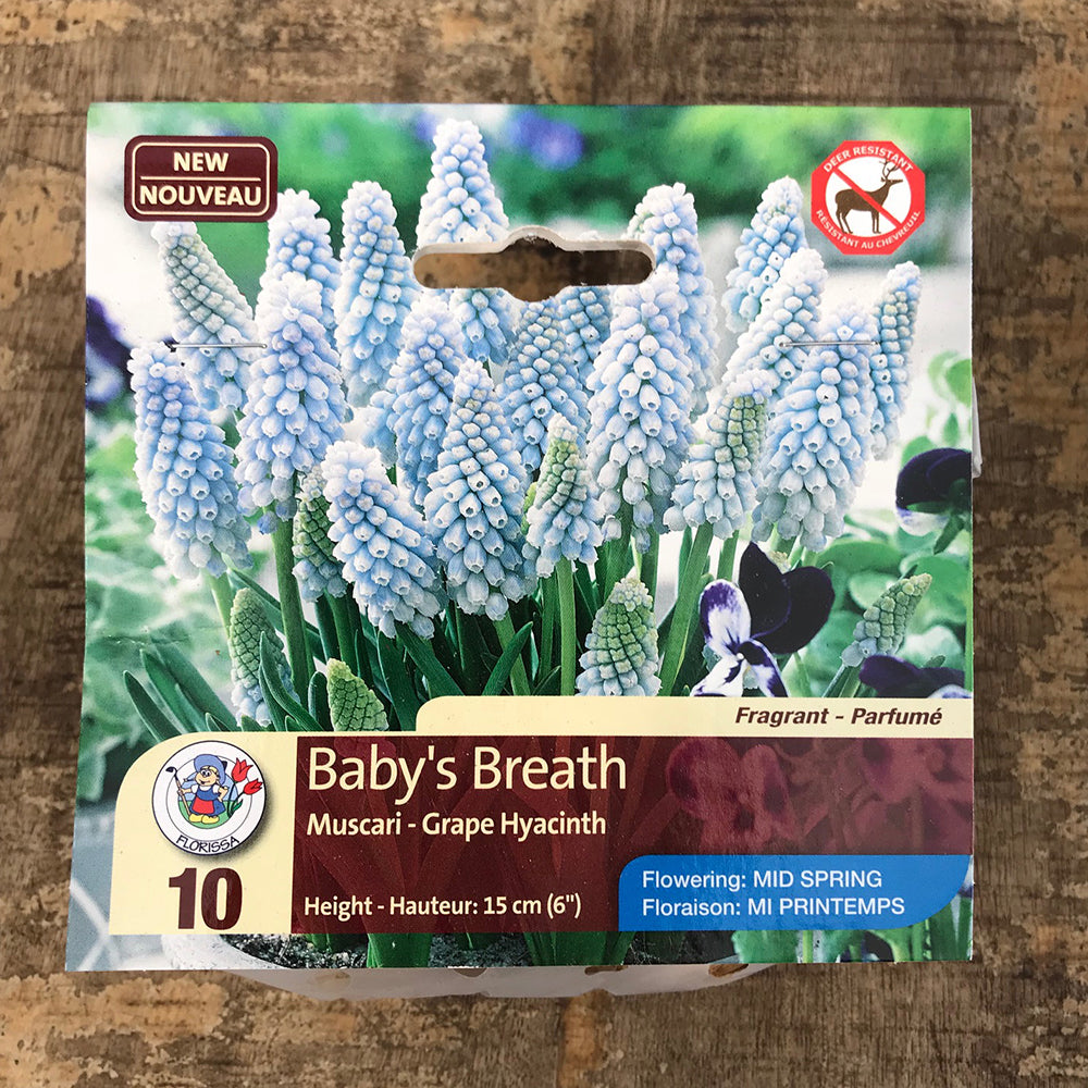 Muscari 'Baby's Breath'