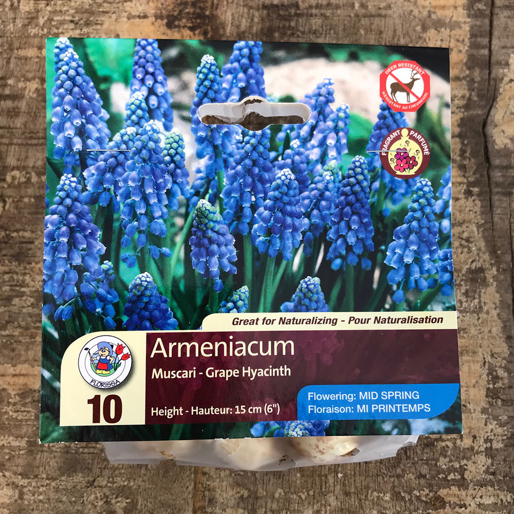 Muscari 'Armeniacum'