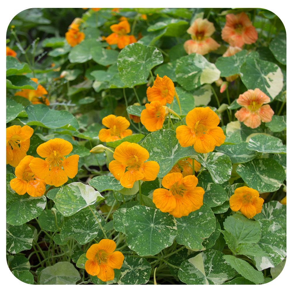 Nasturtium Alaska  Edible (Organic)