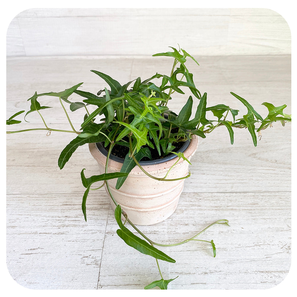 Ivy Needlepoint (Hedera Helix)