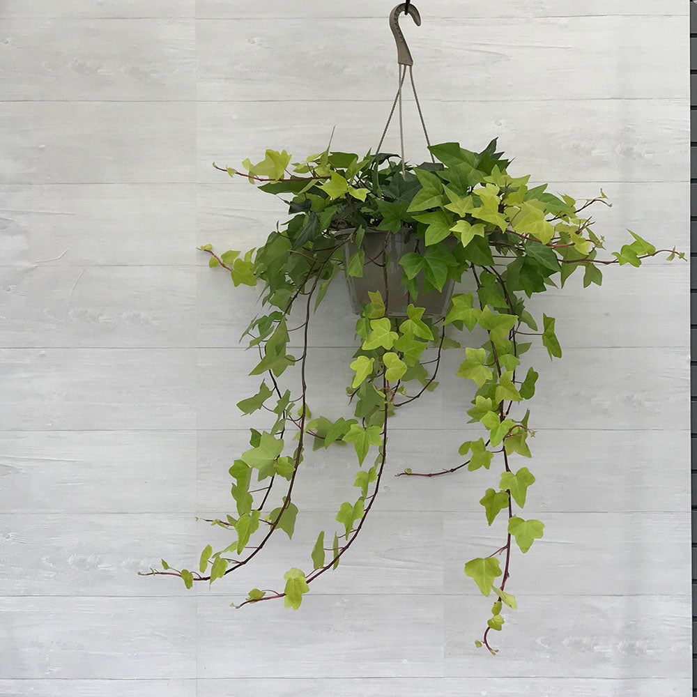 Ivy Neon  - Algerian/ Spanish Canary Hanging Basket (Hedera Maroccana)