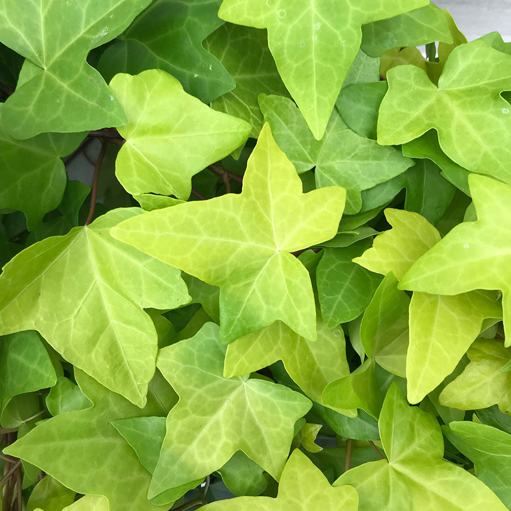 Ivy Neon Spanish Canary / Montgomery/ Algerian