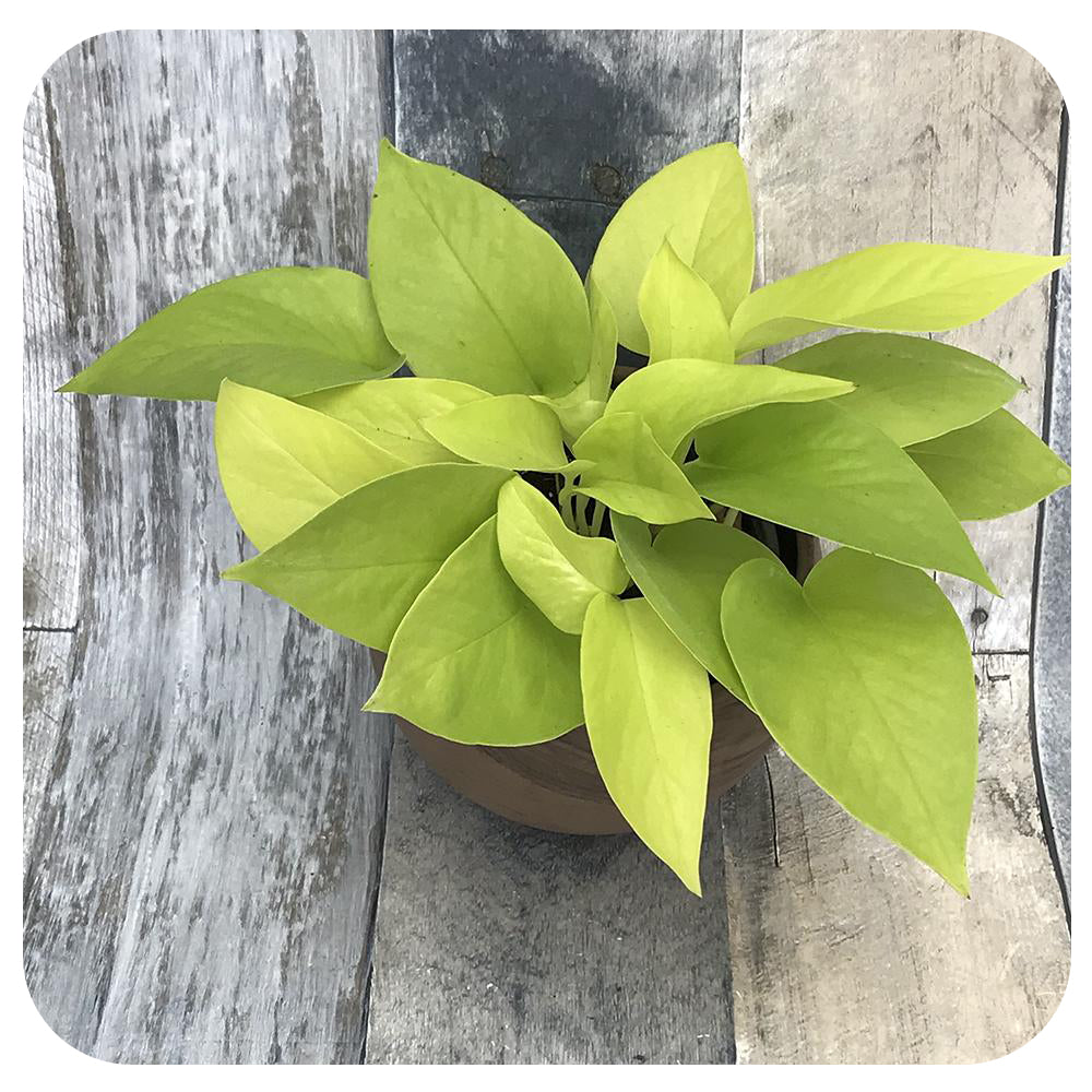 Pothos - Neon