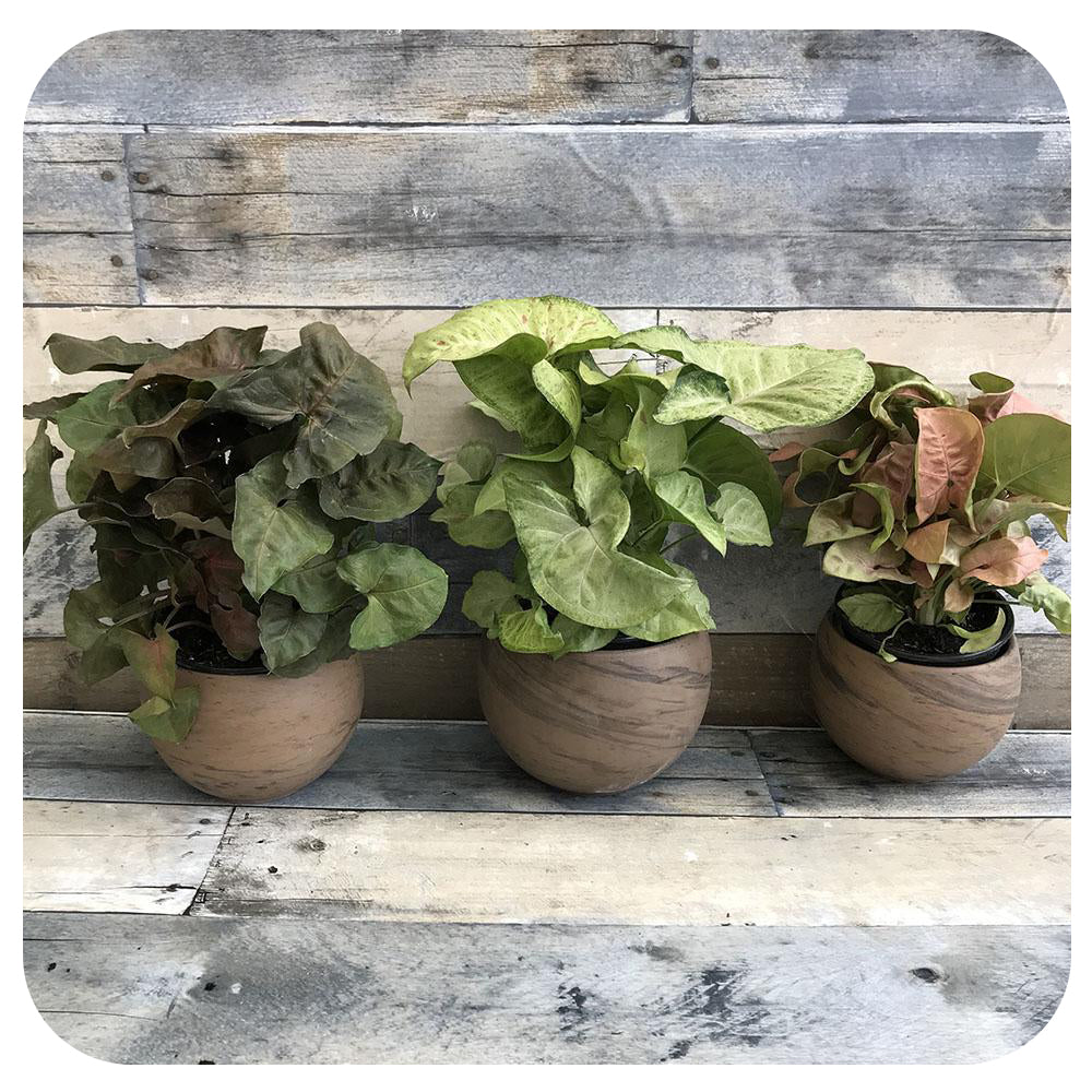 Nephthytis Butterfly