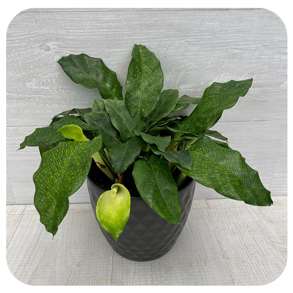 Calathea Musaica/Network