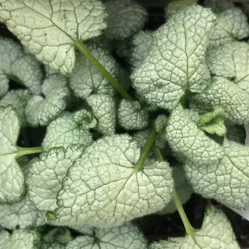 Lamium maculatum ‘White Nancy’ (Creeping Lamium)