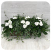 Window Box - Part Shade White and Green Mix