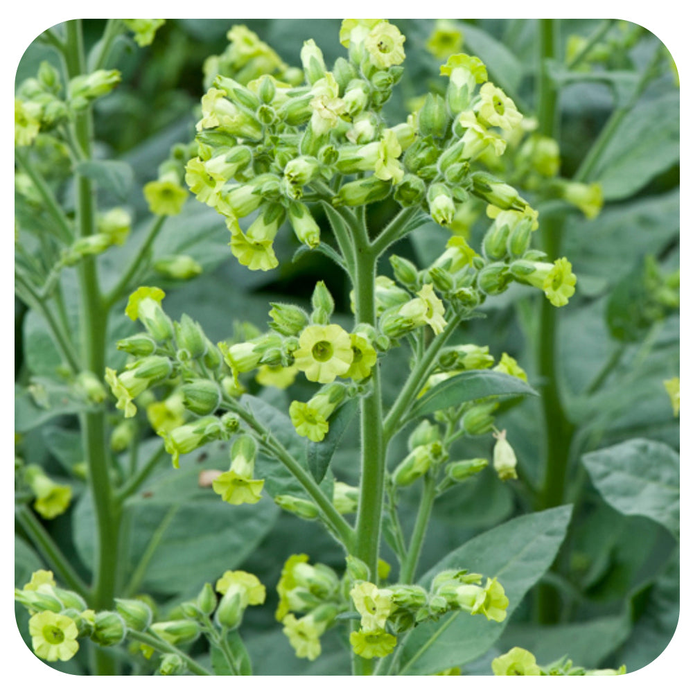 Nicotiana Aztec Organic
