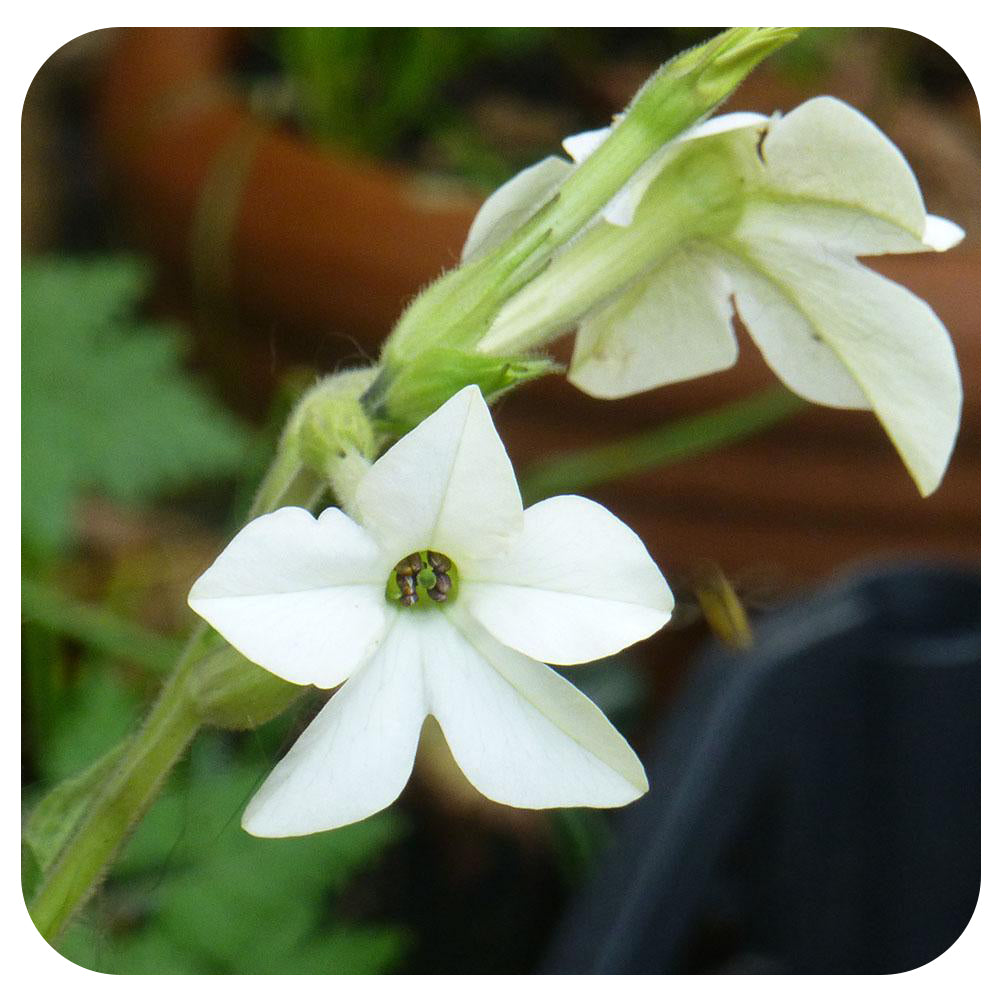 Nicotiana