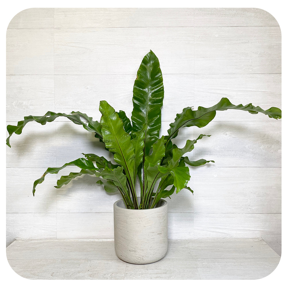 bird's nest fern 32.5 Fern 'Bird's Nest' (Asplenium nidus) - various varieties