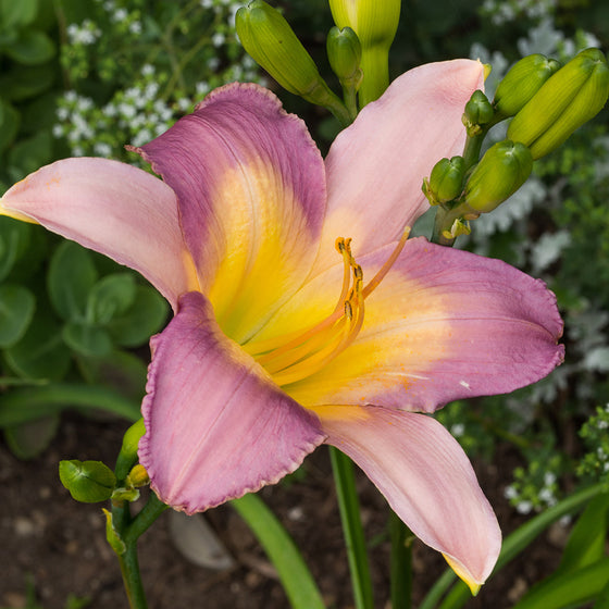 Daylily 'Nile Crane' (Hemerocallis)