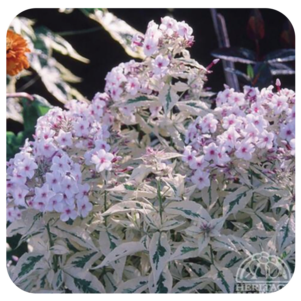 Summer Phlox 'Norah Leigh'