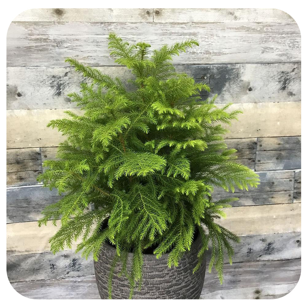 Norfolk Island Pine (araucaria heterophylla)