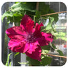 Clematis 'Boulevard Nubia'