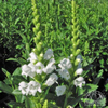 Obedient Plant ‘Crystal Peak White’ (Physostegia virginiana ‘Crystal Peak White’)