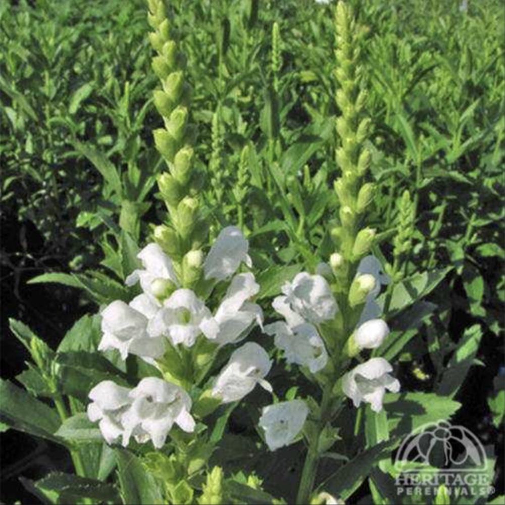 Obedient Plant ‘Crystal Peak White’ (Physostegia virginiana ‘Crystal Peak White’)