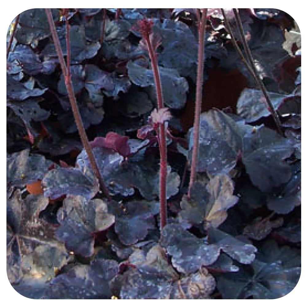 Heuchera ‘Obsidian’