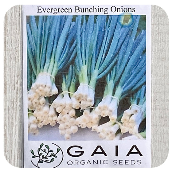Onions Bunching Seeds (Organic)