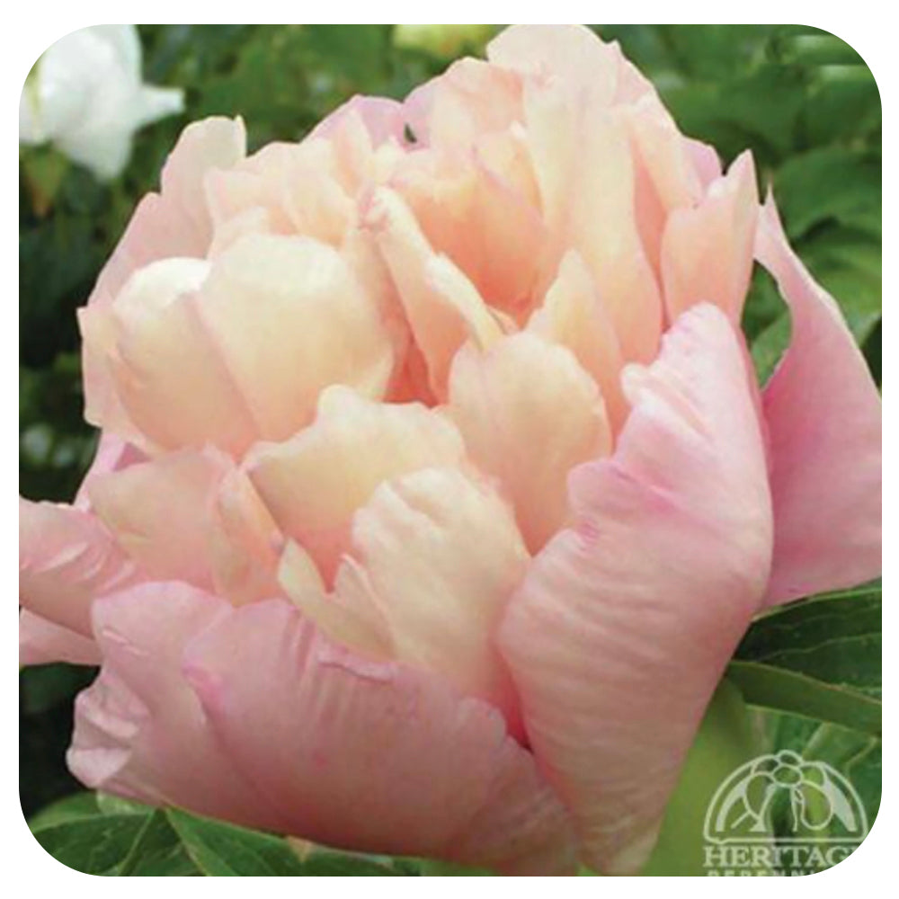 Itoh Peony ‘Oochigeas’
